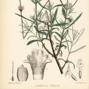 Lavender, Lavandula angustifolia subsp. pyrenaica