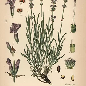 Lavender, Lavandula angustifolia subsp. pyrenaica