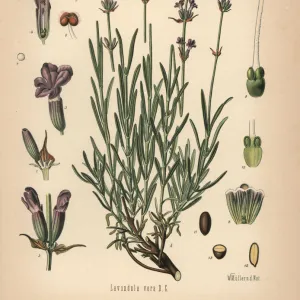 Lavender, Lavandula angustifolia subsp. pyrenaica