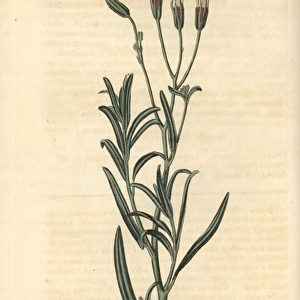 Lavender-leaved palafoxia, Palafoxia linearis