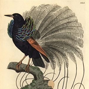 Le Nebuleux bird of paradise, Paradisea nigricans