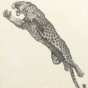 A leaping leopard