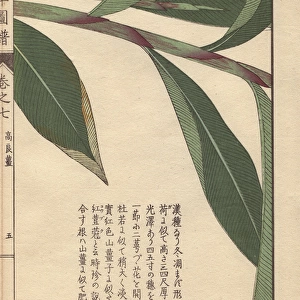 Leaves and stems of galanga or galangal, Alpinia