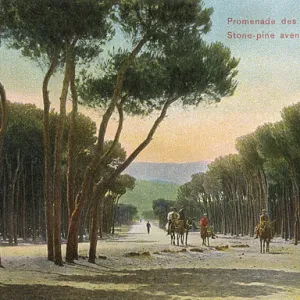 Lebanon - Beirut - The Stone Pine Avenue