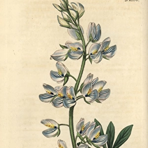 Lees blue-flowered tree lupin, Lupinus nootkatensis