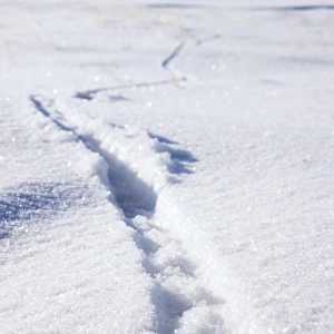 Lemming footprints on snow