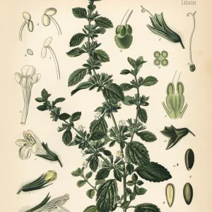 Lemon balm or balm mint, Melissa officinalis