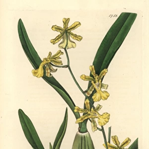 Lemon-coloured oncidium orchid, Oncidium citrinum