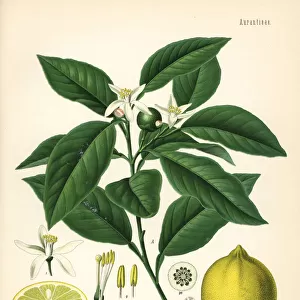 Lemon tree and fruit, Citrus limon