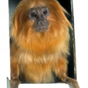 Leontopithecus rosalia, golden lion tamarin