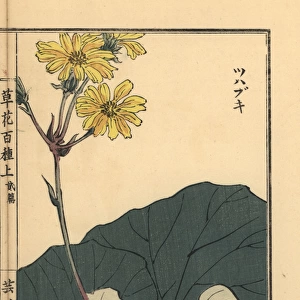 Leopard plant, Farfugium japonicum
