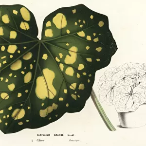 Leopard plant or tsuwabuki, Farfugium japonicum