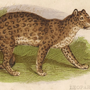 Leopard Profile View