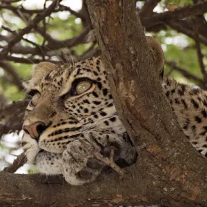 Leopard - in a tree looking for prey