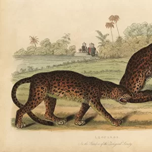 Leopards, Panthera pardus