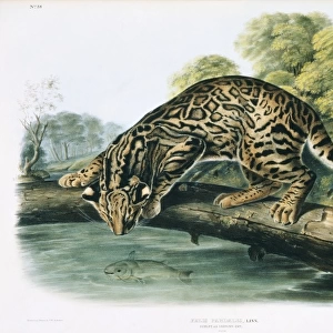 Leopardus pardalis, ocelot