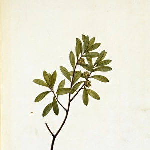 Leptospermum fabricia, tea-tree