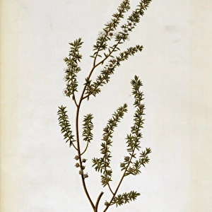 Leptospermum scoparium, tea tree