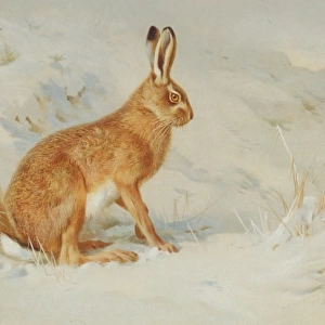 Lepus europaeus, European brown hare