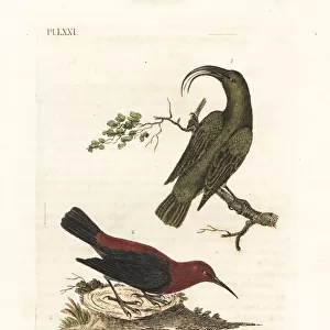 Lesser akialoa (extinct) and cardinal