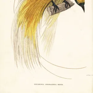 Lesser bird-of-paradise, Paradisaea minor