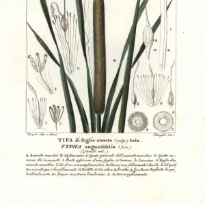 Lesser bulrush, Typha angustifolia