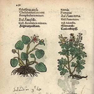Lesser celandine, Ficaria verna, and fumitory