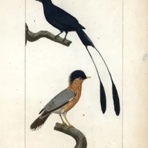 Lesser racket-tailed drongo, Dicrurus remifer