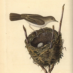 Lesser whitethroat, Sylvia communis, with nest and egg
