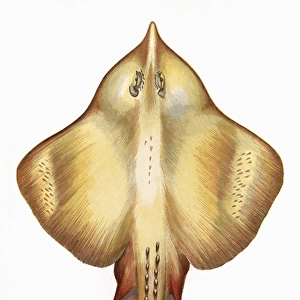 Leucoraja fullonica, or Shagreen Ray