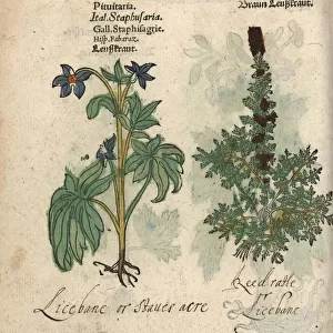 Lice bane, Delphinium staphisagria, and lousewort