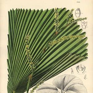 Licuala veitchii, palm with yellow flowers native to Borneo