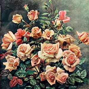 Still life of pink roses by Fortunino Matania
