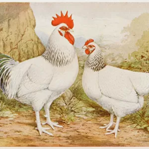 Light Sussex Cock, Hen