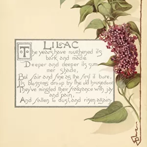 Lilac, Syringa vulgaris, and calligraphic poem