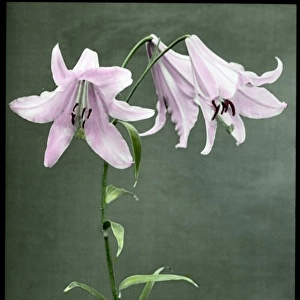 Lilium Krameri (Lilium Japonicum)