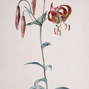Lilium lancifolium, tiger lily