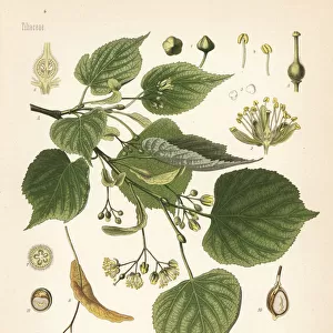 Lime or linden tree, Tilia ulmifolia