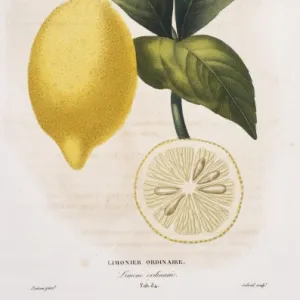 Limonier ordinaire, Limone ordinario