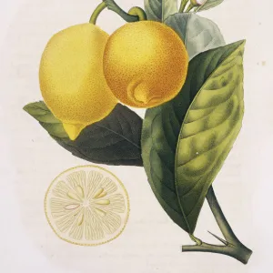 Limonier sauvage, Limone sylvatico