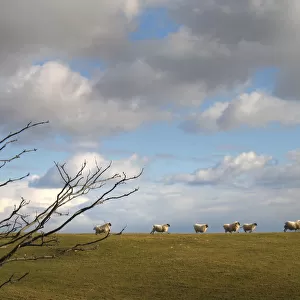 A line of sheep race along a hilltop near Kirkcudbright