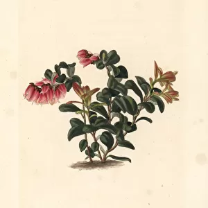 Lingonberry or cowberry, Vaccinium vitis-idaea minor