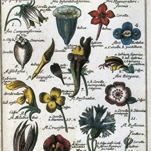 LINNAEUS, Carolus (1707-1778). Swedish naturalist