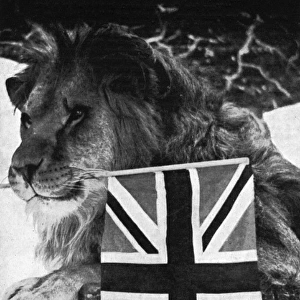 Lion holds Union Jack
