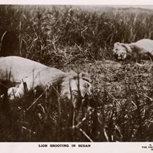 Lion Shooting in Sudan, Africa