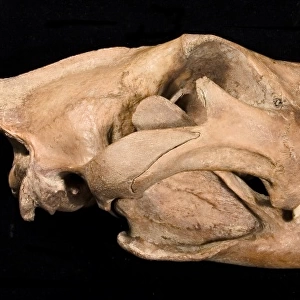Lion skull with lower jaw viewed from the front