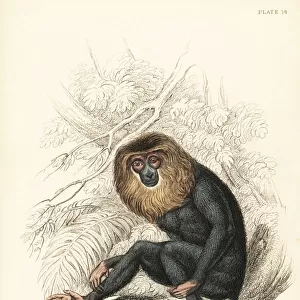 Lion-tailed macaque, Macaca silenus. Endangered