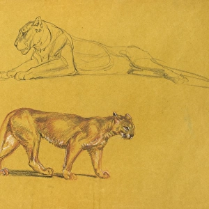 Lioness and puma