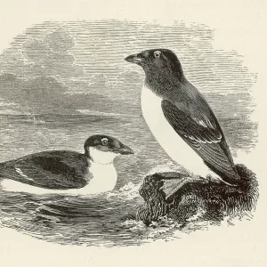 LITTLE AUK