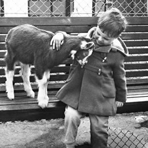 Little boy with baby goat at a childrens zoo, Battersea